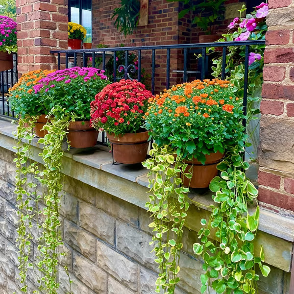 Railing Plant Hanger