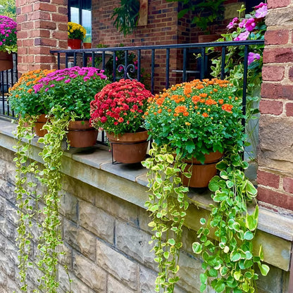 Railing Plant Hanger